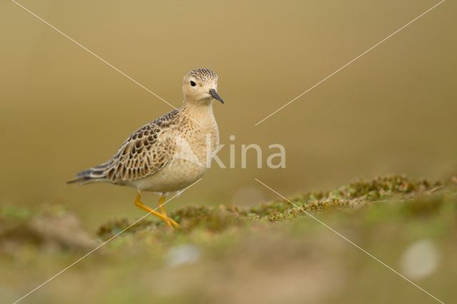 Buff-breasted Sandpiper (Tryngites subruficollis)