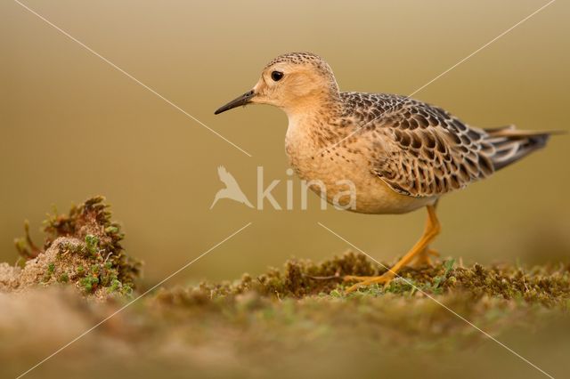 Blonde Ruiter (Tryngites subruficollis)