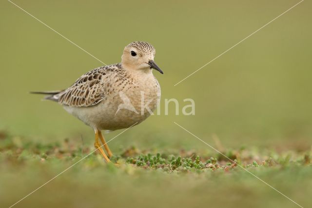 Blonde Ruiter (Tryngites subruficollis)