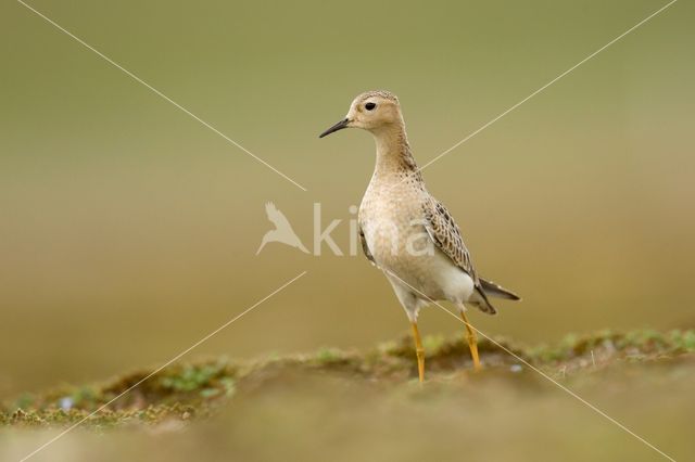 Buff-breasted Sandpiper (Tryngites subruficollis)