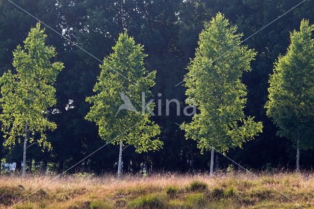 Boerveense plassen