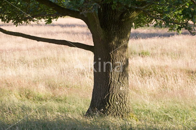 Boerveense plassen