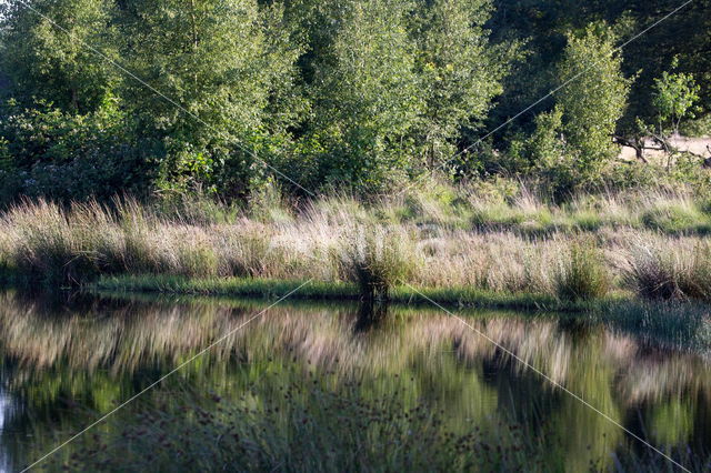 Boerveense plassen