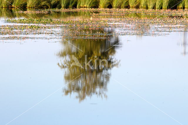 Boerveense plassen