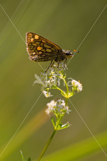 Bont dikkopje (Carterocephalus palaemon)