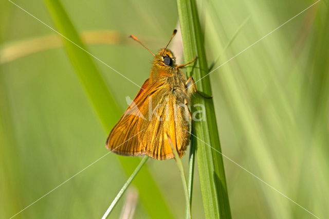 Chequered Skipper (Carterocephalus palaemon)