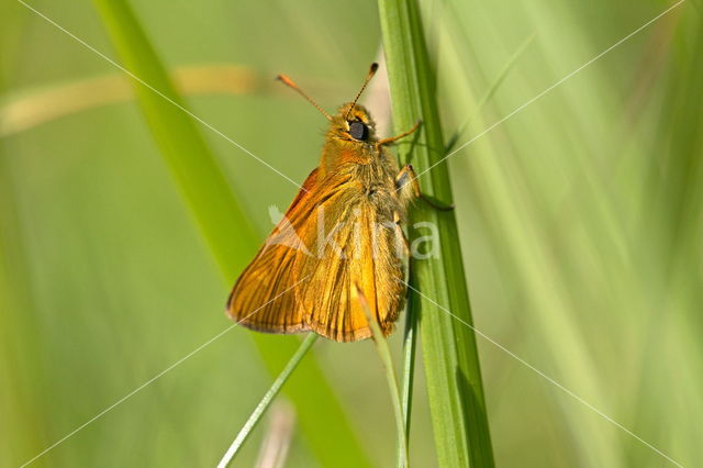 Bont dikkopje (Carterocephalus palaemon)