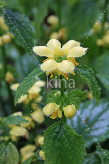 Yellow Archangel (Lamiastrum galeobdolon cv. 'Florentinum')