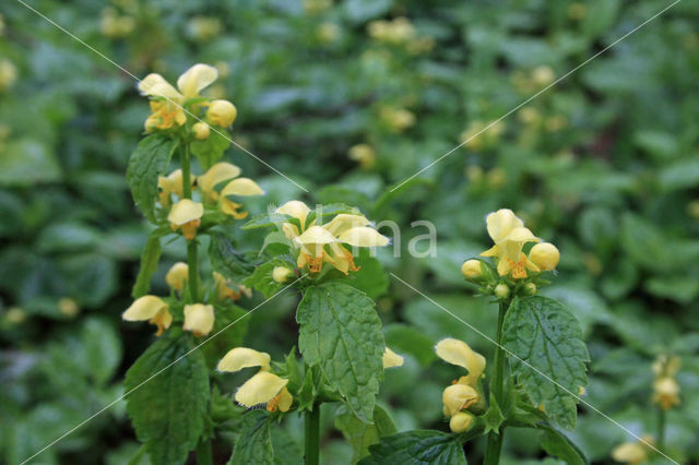 Yellow Archangel (Lamiastrum galeobdolon cv. 'Florentinum')