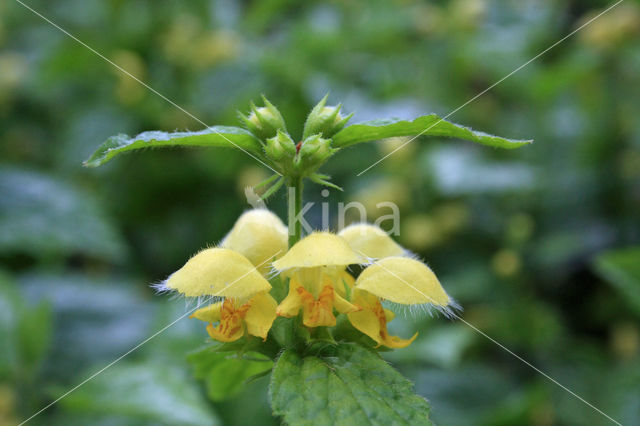 Yellow Archangel (Lamiastrum galeobdolon cv. 'Florentinum')
