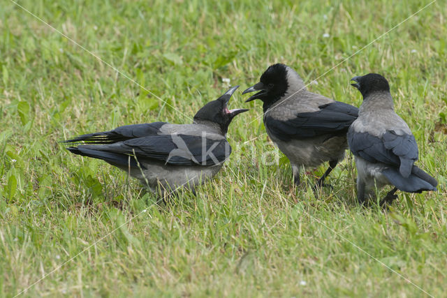 Hooded Crow (Corvus cornix)