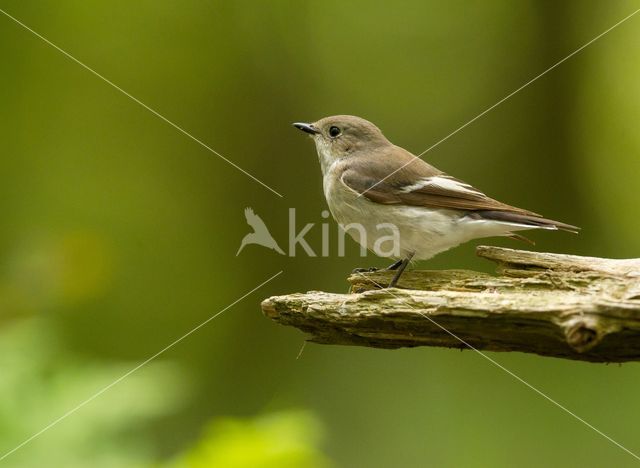 European Pied Flycatcher (Ficedula hypoleuca)