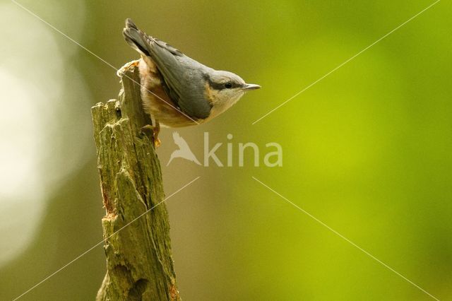 Boomklever (Sitta europaea caesia)