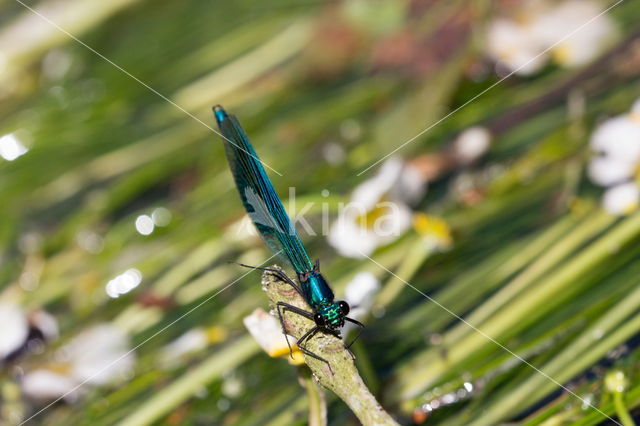 Beautiful Demoiselle (Calopteryx virgo)