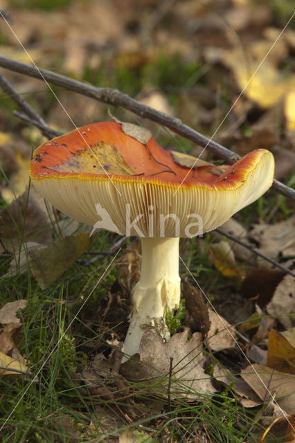 Braakrussula (f. silvestris)