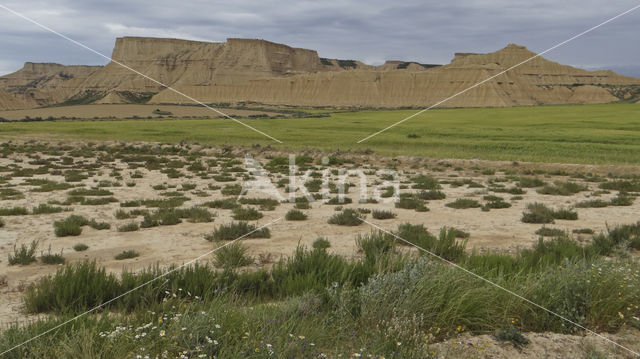 Bárdenas Reales