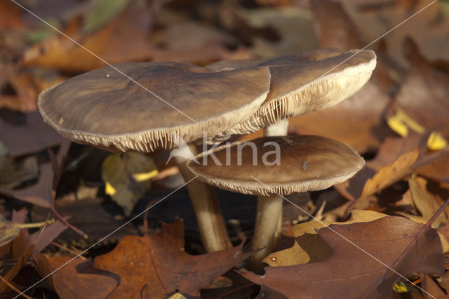 Whitelaced shank (Megacollybia platyphylla)