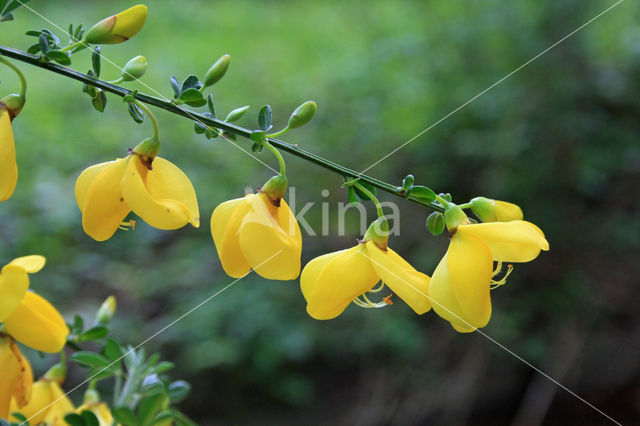 Broom (Cytisus scoparius)