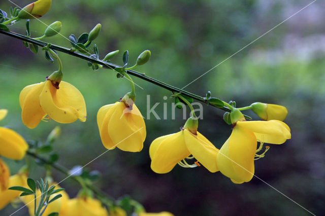 Broom (Cytisus scoparius)