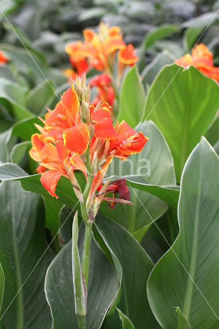 Canna spec