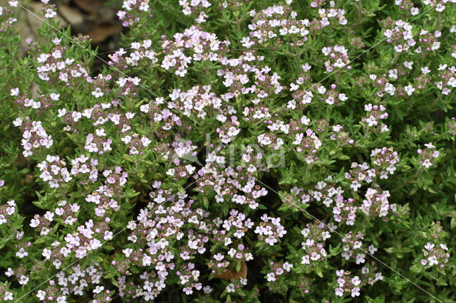 Lemon thyme (Thymus x citriodorus)