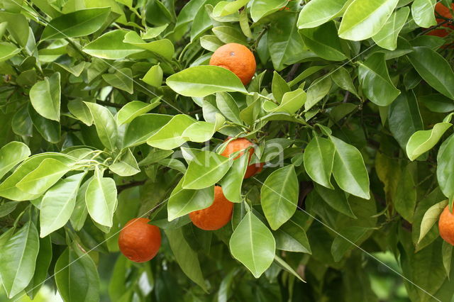 sour orange (Citrus aurantium ssp aurantium)