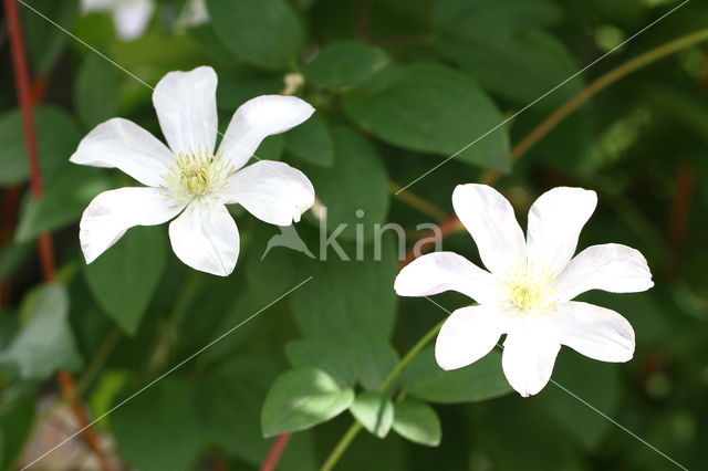 Clematis Armandii