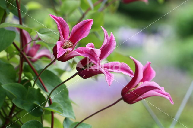 Clematis gravety beauty