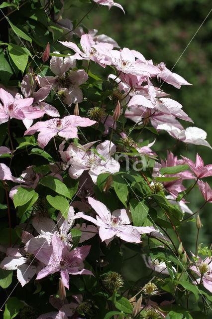 Clematis Hagley Hybrid