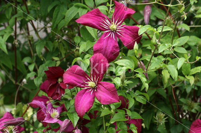 Clematis Julia Correvon