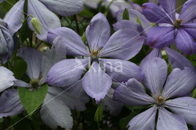 Clematis Montana Elisabeth