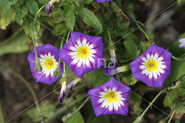 Convolvulus tricolor Royal Ensign