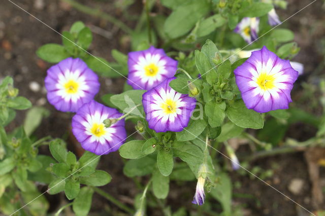 Convolvulus tricolor Royal Ensign