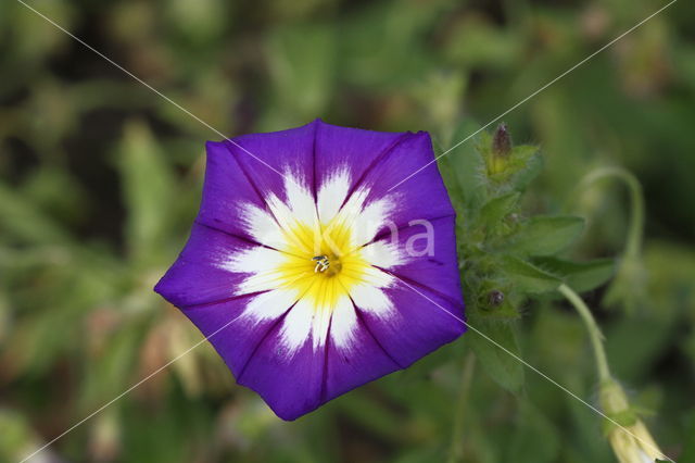 Convolvulus tricolor Royal Ensign