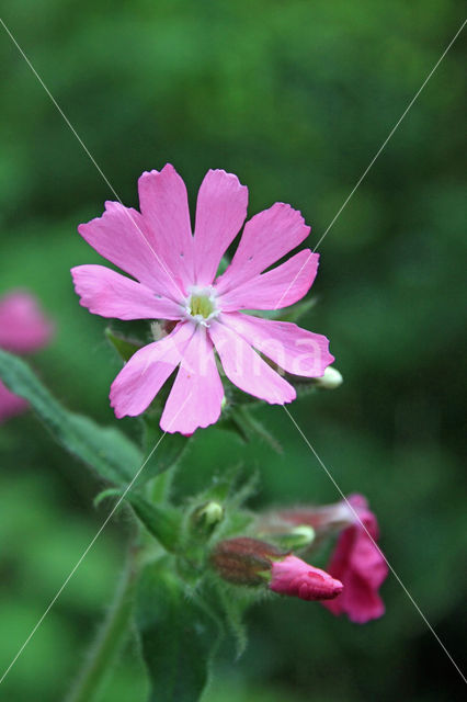 Dagkoekoeksbloem (Silene dioica)