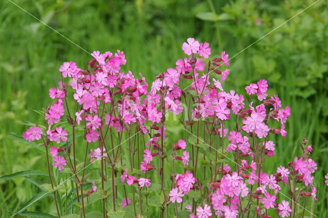 Campion (Silene dioica)