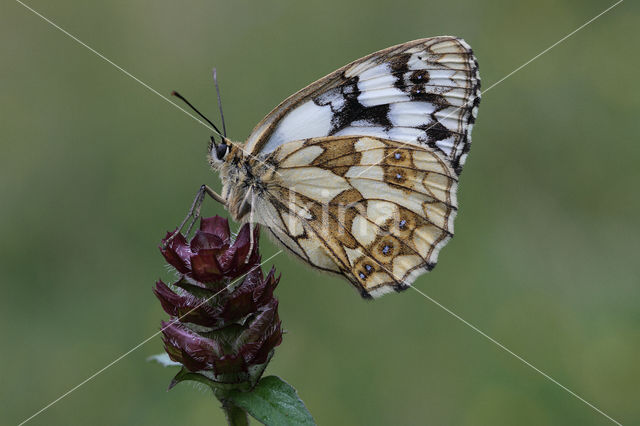 Dambordje (Melanargia galathea)