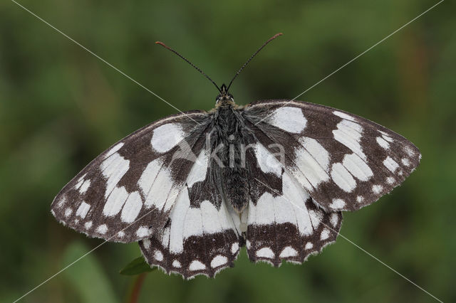 Dambordje (Melanargia galathea)