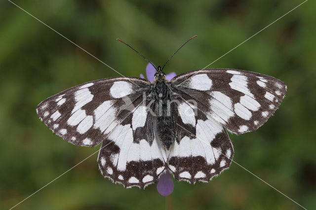 Dambordje (Melanargia galathea)