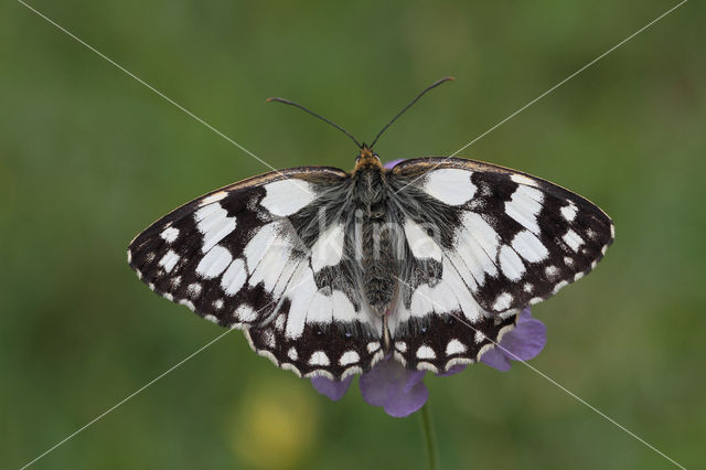 Marbled White (Melanargia galathea)