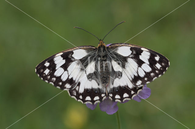 Marbled White (Melanargia galathea)