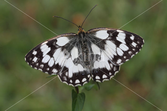 Dambordje (Melanargia galathea)