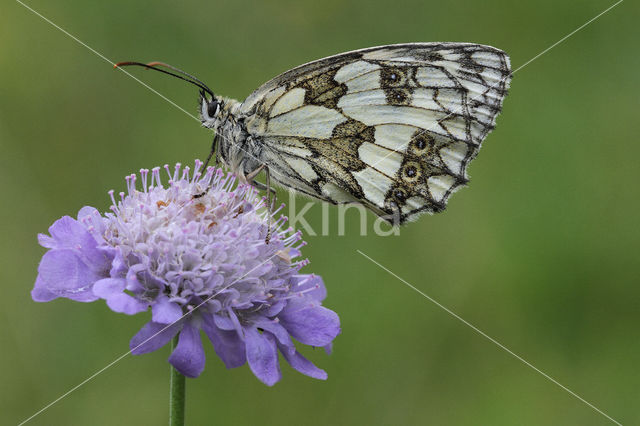 Dambordje (Melanargia galathea)