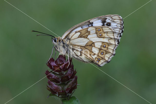 Marbled White (Melanargia galathea)