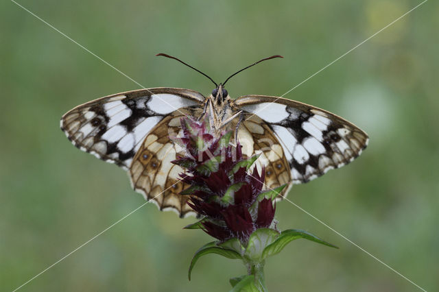 Dambordje (Melanargia galathea)