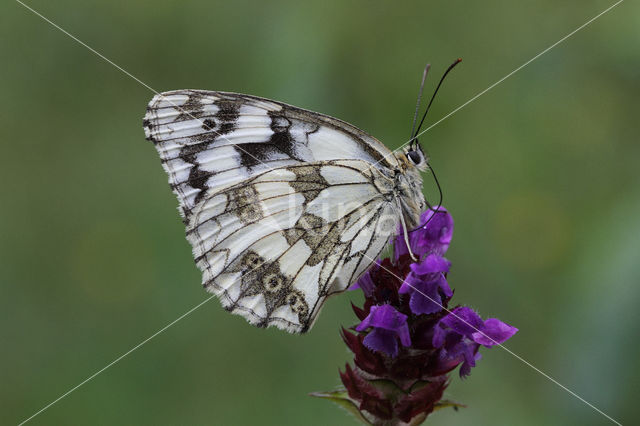 Dambordje (Melanargia galathea)