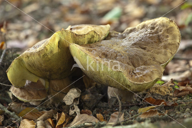 Denne-eekhoorntjesbrood (Boletus pinophilus)