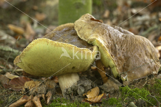 Denne-eekhoorntjesbrood (Boletus pinophilus)