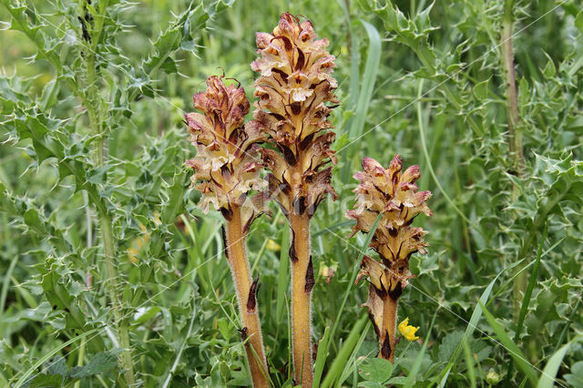 Distelbremraap (Orobanche reticulata)