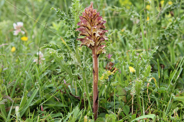 Distelbremraap (Orobanche reticulata)